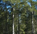 Waldfunktion