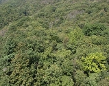 Waldgebiet