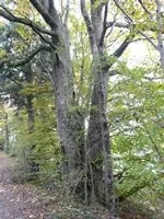 Waldschdlinge