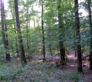 Waldschutz