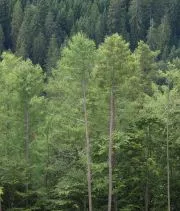 Waldschutz