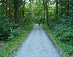 Waldzustand Sachsen 2013