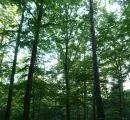 Waldzustandsbericht 2009: Bestes Ergebnis seit 10 Jahren 