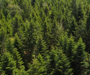 Waldzustandsbericht 2016
