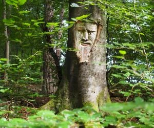 Waldzustandsbericht 2020 Bayern