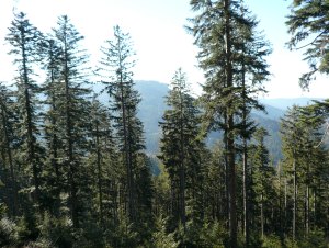 Waldzustandsbericht 2023 Thringen