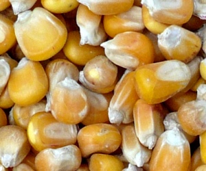 Warenterminmarkt Maispreise