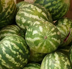 Wassermelone aus Niedersachsen