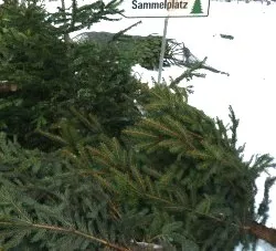 Weihnachtsbaum-Entsorgung