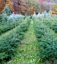 Weihnachtsbaum-Plantage