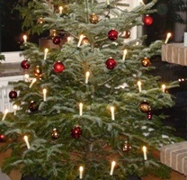 Weihnachtsbaum-Saison