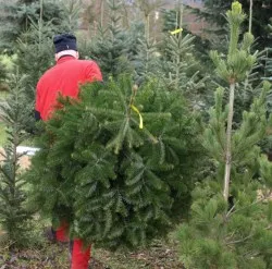 Weihnachtsbaum-Weitwurf