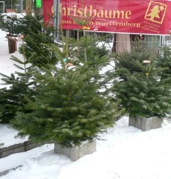 Weihnachtsbaum kaufen