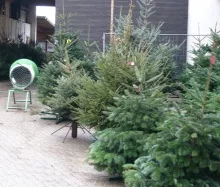 Weihnachtsbaumsaison 2023