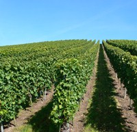 Weinanbau Sachsen