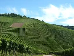 Weinbau Rheinland-Pfalz 2013