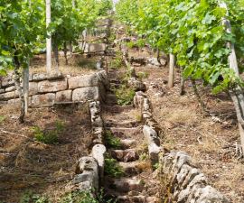 Weinbau-Steillagen