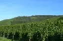 Weinbau in Baden-Wrttemberg 