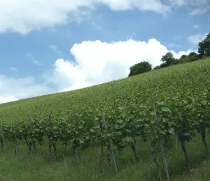 Weinbau in Bayern 2015
