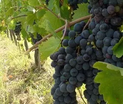 Weinbau in Bordeaux