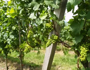 Weinbau in Niedersachsen
