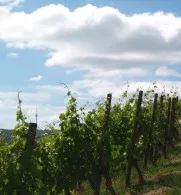 Weinbau in Rheinland-Pfalz
