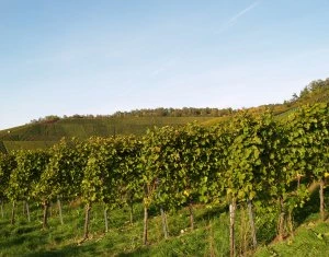 Weinbau in Sachsen