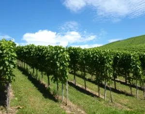 Weinbau in Sachsen
