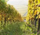 Weinbau in Steillagen