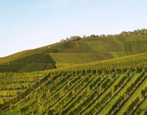 Weinbau in Württemberg