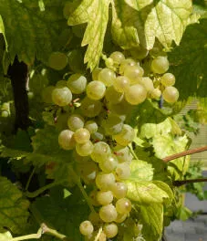 Weinbau und Klimawandel 