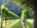 Weinbaugebiet 