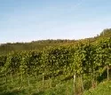 Weinherbst 2008 im Sdwesten: 2,52 Millionen Hektoliter Weinmost