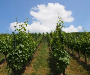 Weinproduktion in Franken