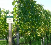 Weinwirtschaft Rheinland-Pfalz