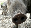 Weitere Flle von Schweinepest bei Wildschweinen in Rheinland-Pfalz