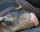 Weiterer Fall von Afrikanischer Schweinepest in Russland