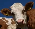 Weltweit erster Rinderimpfstoff zur Reduzierung der Bedrohung durch E. coli O157 erhlt in Kanada umfassende Lizenzgenehmigung