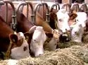 Weniger Milchbauern und mehr Khe in NRW 
