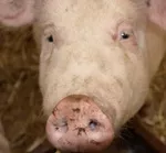 Weniger Phosphat in der Glle: Gentechniker zchten umweltfreundliche Schweine