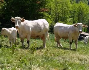 Weniger Rinder fr Klimaschutz