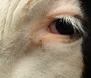 Weniger gewerbliche Rinderschlachtungen in den ersten neun Monaten