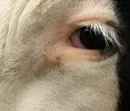 Weniger gewerbliche Rinderschlachtungen in den ersten neun Monaten
