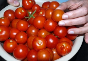 Wie whlt der Verbraucher Tomaten aus?