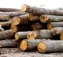 Wieder verstrkter Holzeinschlag in Sachsen