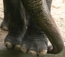 Wilde Elefanten trampeln Indonesier tot