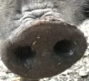 Wildschwein-Jagd