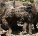 Wildschweine 