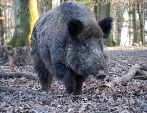 Wildschweine in Schleswig-Holstein