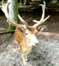 Wildtiere sollen Wald-Wachstum in der Schnower Heide verhindern